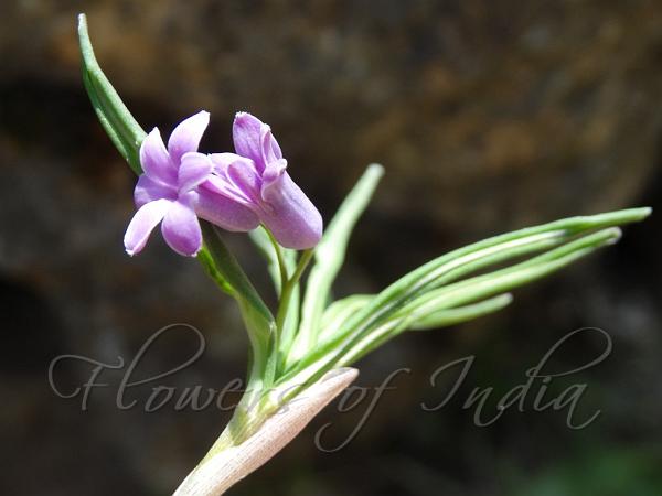 Grass-Leaved Solomon Seal